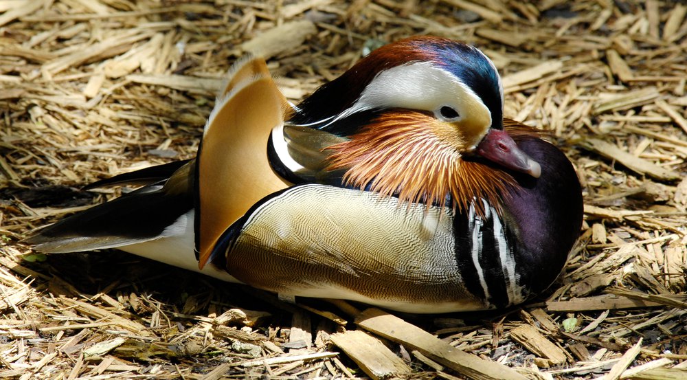 84f2087abjulie-larsen-maher_4591_mandarin-duck_cpz_05-01-07_hr-jpg.jpeg