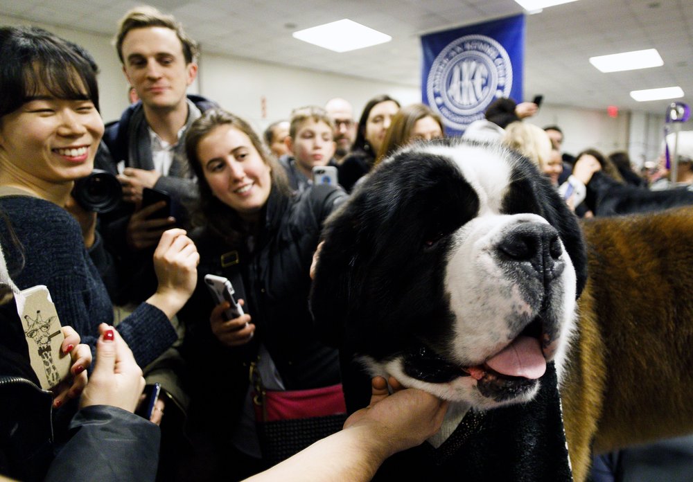 This dog won't stop ironically tweeting at Trump on Twitter, it's just a fun bit he likes to do, you get it. (JUSTIN LANE/EPA-EFE/Shutterstock)