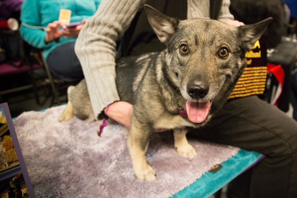 This dog kills frogs, dude. (Jenn Hsu/Gothamist)