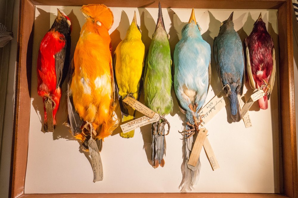 94e948189.jpeg Tropical bird study skins from the early 1900s.
