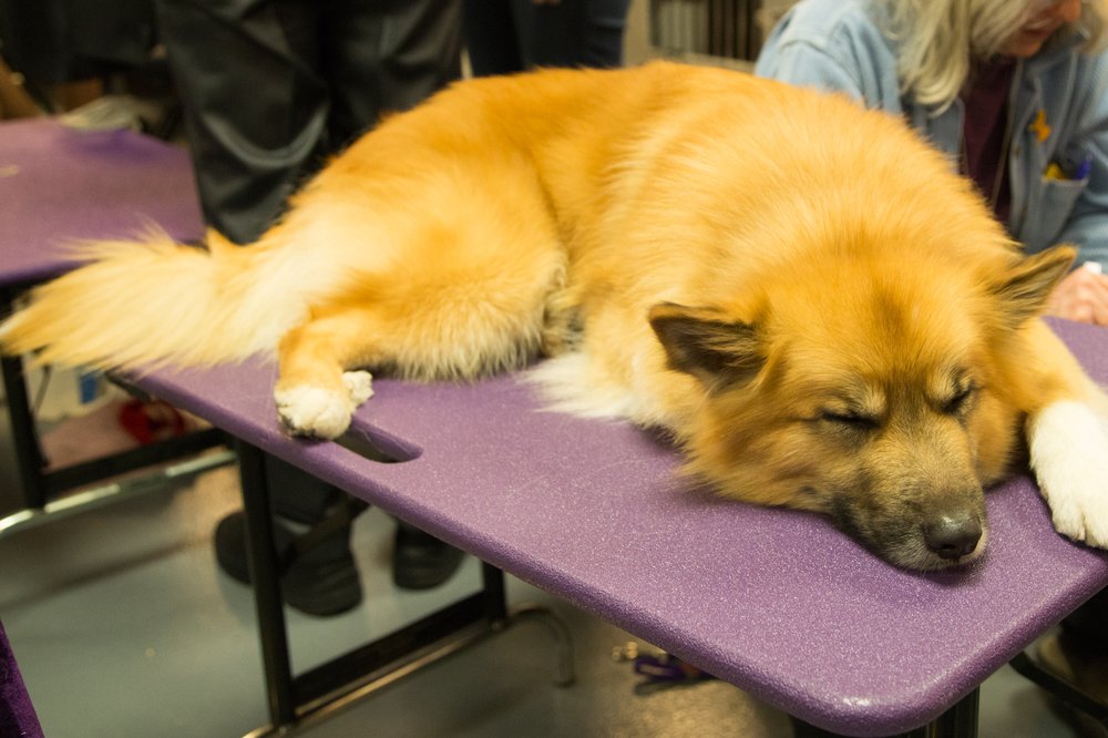 THIS IS ROY. ROY'S STORY CHECKS OUT. VERY FINE DUG. (Jenn Hsu/Gothamist)