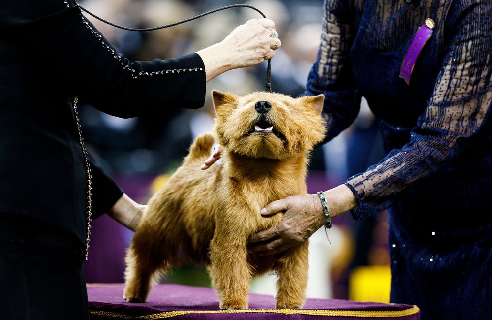 This dog wants to start a podcast ABOUT podcasts, what a weirdo. (JUSTIN LANE/EPA-EFE/Shutterstock)