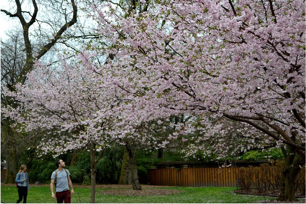 994e554492017_04_sak2-jpg.jpeg Prunus ‘Accolade’ in BBG's Cherry Cultivars Area.