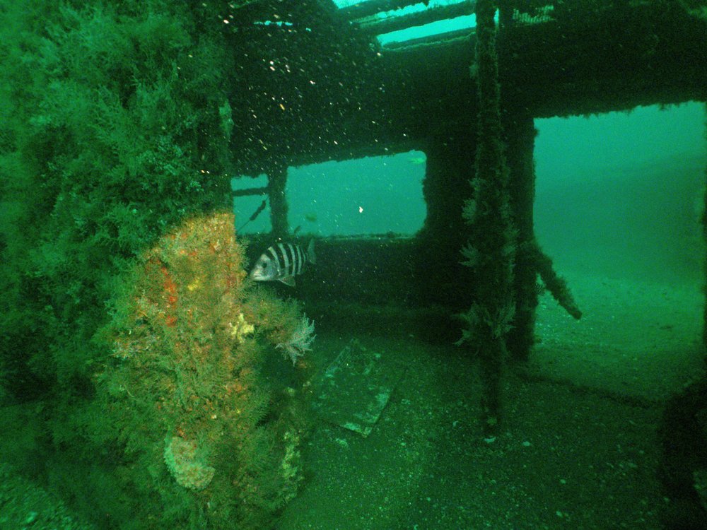 9ef988721redbird-reef-photo-by-robert-martore-courtesy-of-south-carolina-department-of-natural-resources-2-jpg.jpeg Redbird Reef, Photo by Robert Martore, Courtesy of South Carolina Department of Natural Resources<br/>