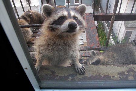 LET ME IN.