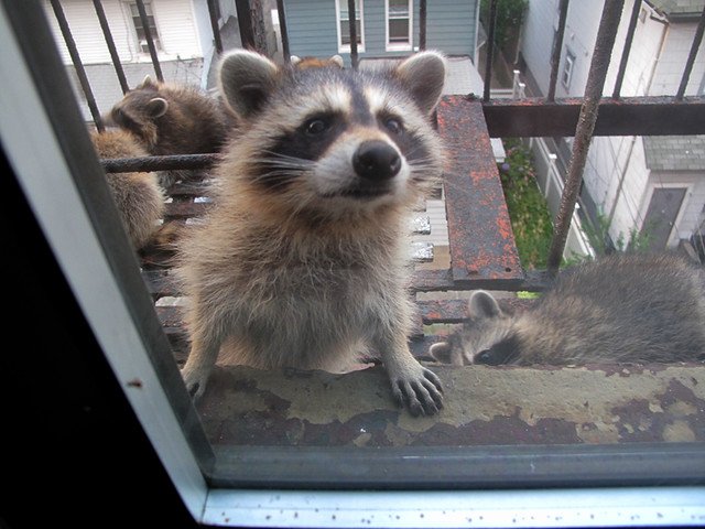 LET ME IN.
