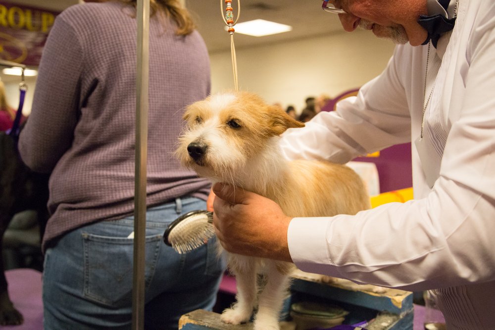 This dog is thinking about all the other paths his life could have taken had he not answered that ad on Craigslist.(Jenn Hsu/Gothamist)