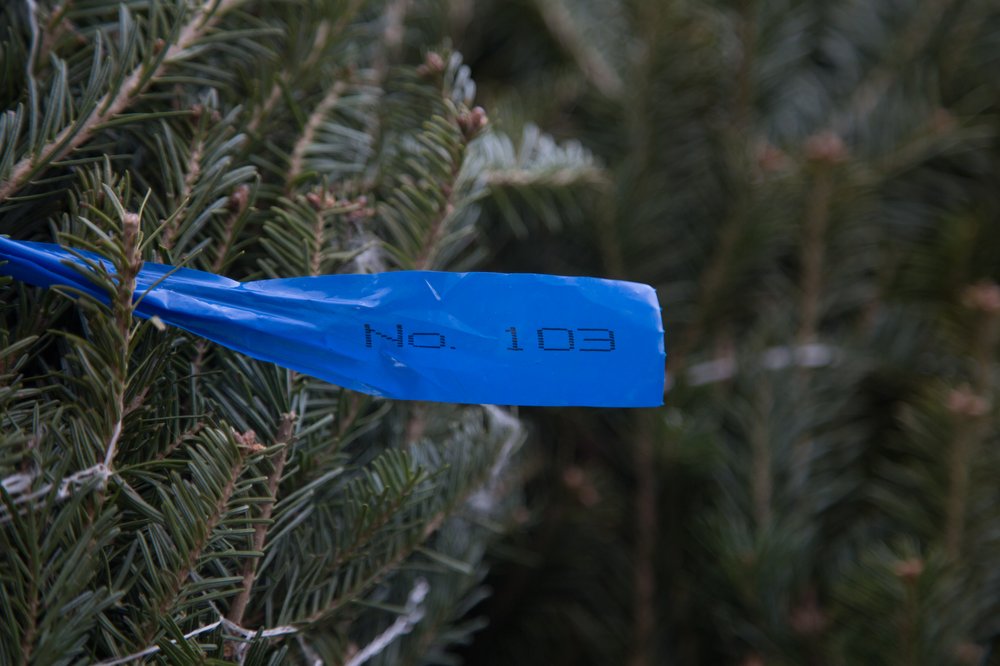 ad7da193etrees7-jpg.jpeg