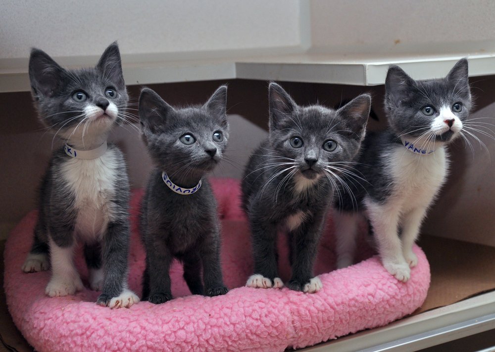 ae3a3182c91st-street_kitten-nursery_sept2014_0040-jpg.jpeg