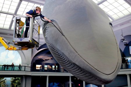 An exhibition maintenance manager vacuums the museum's 94-foot-long blue whale model.