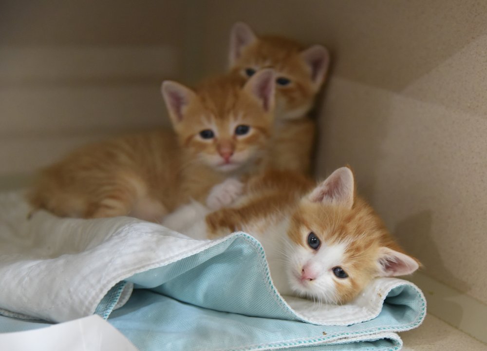 b0ee3c473kittennursery_barack_08_31_16_ake_006-jpg.jpeg