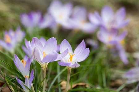 Crocus imperati 'De Jager'<br>