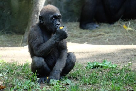 Baby gorilla!</br>