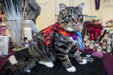 c2ef4dc97cats-60-jpg.jpeg