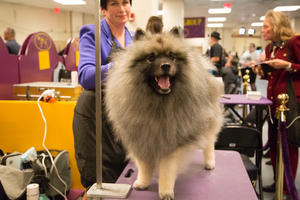 This dog is singlehandedly responsible for "First Reformed" not getting a Best Picture nomination. (Jenn Hsu/Gothamist)