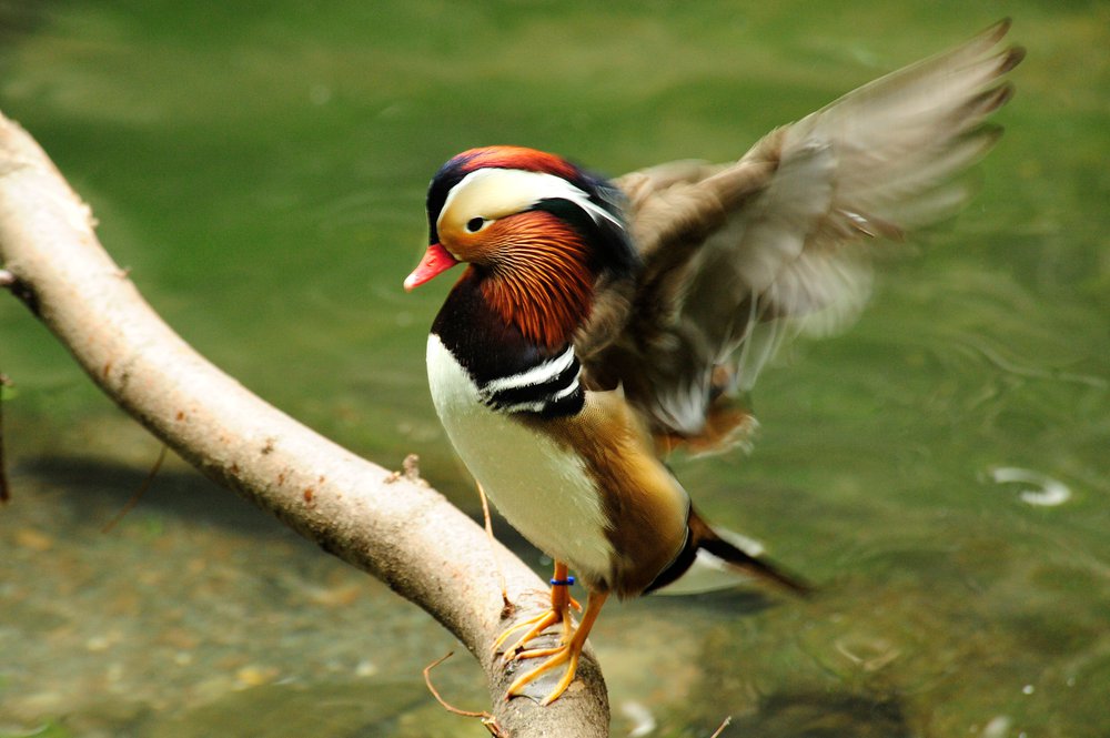 cfbd61c17julie-larsen-maher_6097_mandarin-duck_05-03-10_hr-jpg.jpeg