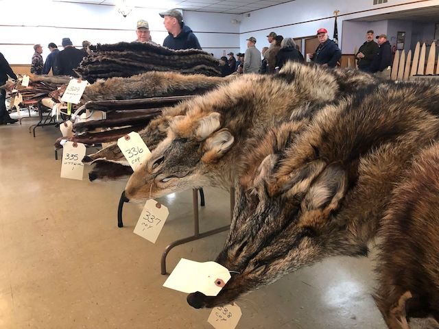 Coyote pelts at a fur auction in Herkimer, New York. On Wednesday, City Council Speaker Corey Johnson proposed banning fur within New York City.