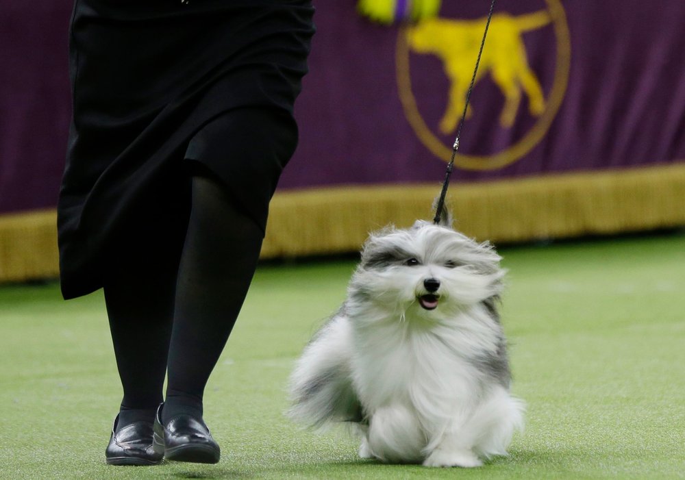 This dog is named after Bono— not the lead singer of U2, it's just a sick personal joke about Sonny Bono that's hard to explain. (Frank Franklin II/AP/Shutterstock)