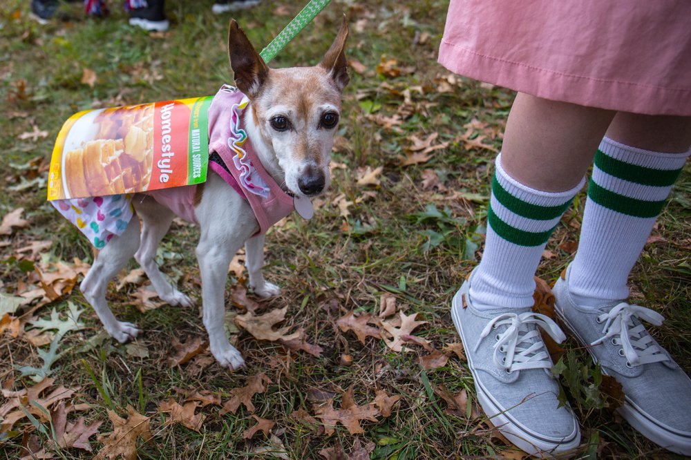 d48e58ae5dog-151-jpg.jpeg