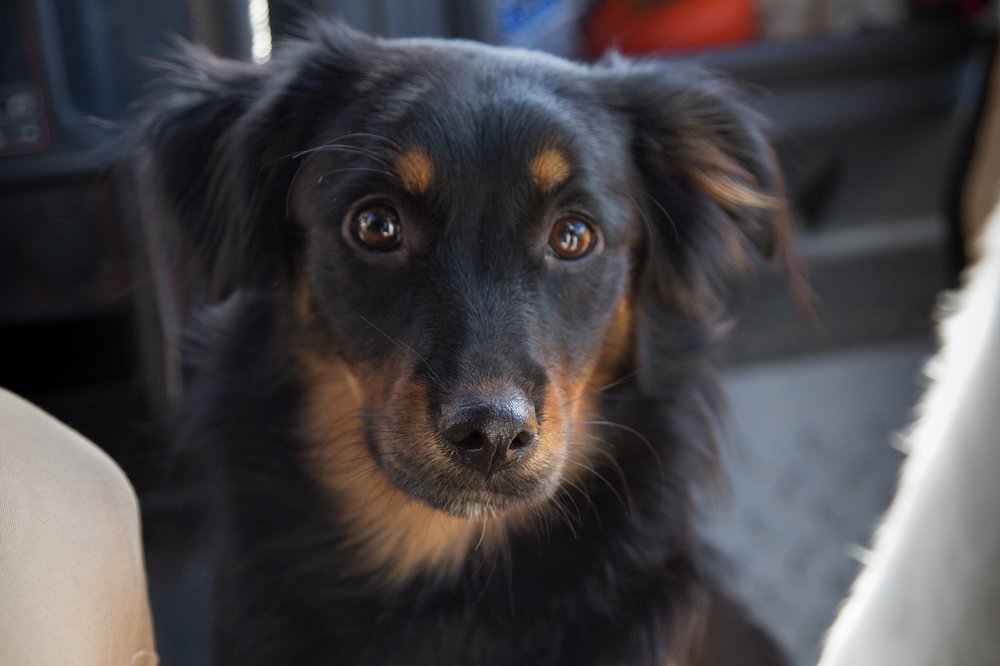 da786afd0aspen-jpg.jpeg Aspen (Photo by Jennifer Hsu / Gothamist)