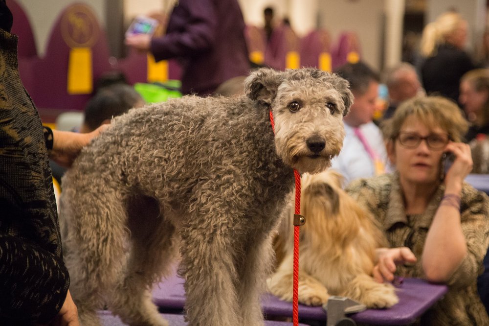 This dog was Billy McFarland's cocaine dealer. (Jenn Hsu/Gothamist)