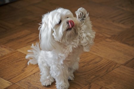A Philadelphia police officer allegedly broke into a Brooklyn man's apartment and dognapped his Maltese puppy