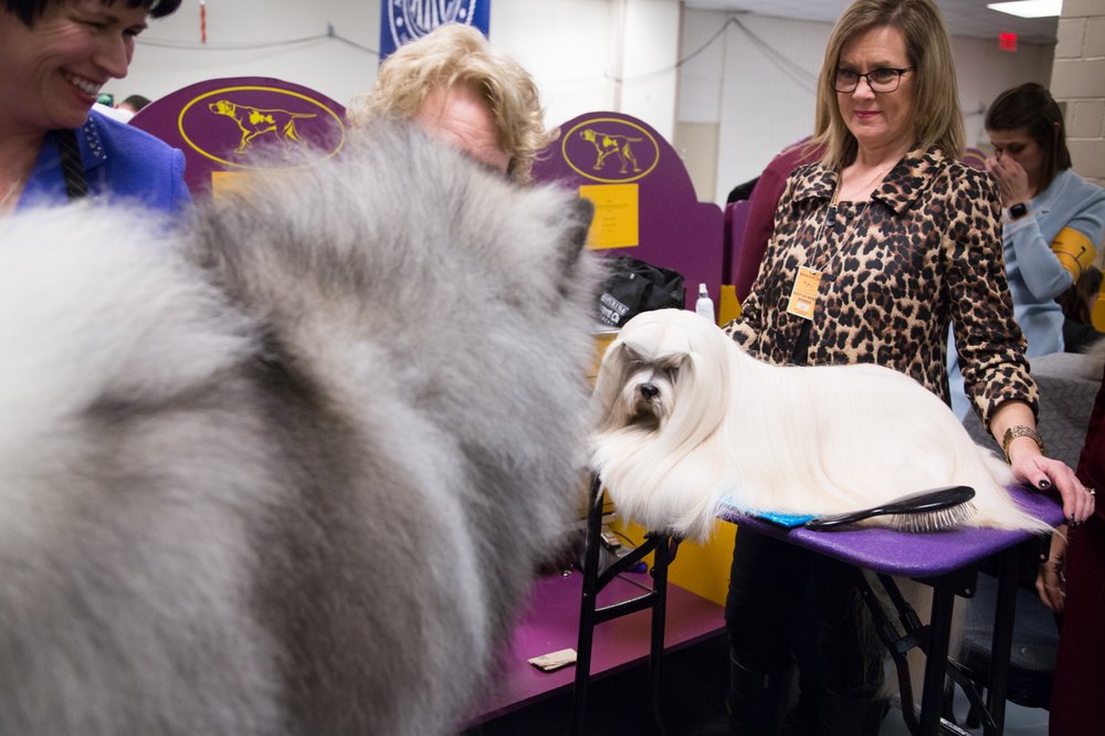 This dog specializes in throwing lasagna-based gender-reveal parties. (Jenn Hsu/Gothamist)