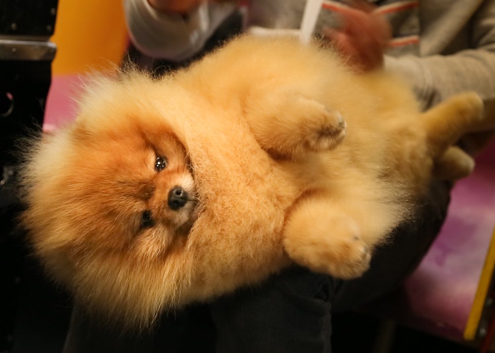 This dog is responsible for the smelly L train. (Jenn Hsu/Gothamist)