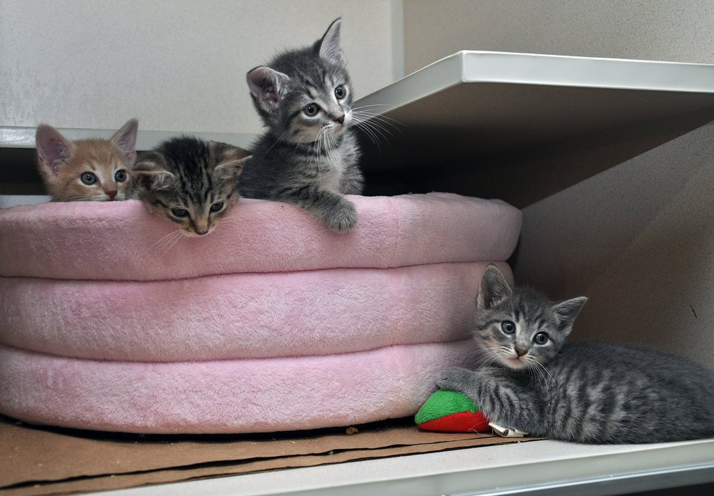 e71d5330f91st-street_kitten-nursery_sept2014_0043-jpg.jpeg