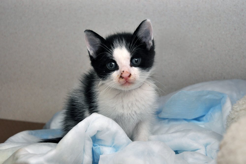 eaa1306e891st-street_kitten-nursery_sept2014_0004-jpg.jpeg