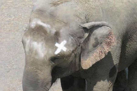 Happy the Elephant, after passing the mirror self-recognition test