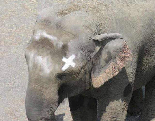 Happy the Elephant, after passing the mirror self-recognition test