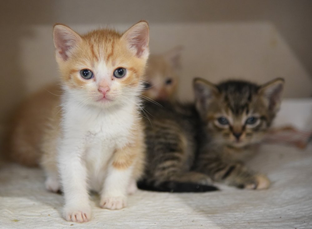 f43d67e83kittennursery_todd_08_31_16_ake_002-jpg.jpeg