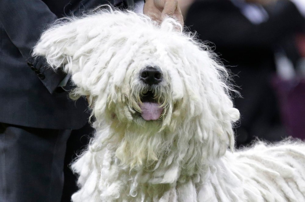 This dog thought “Russian Doll” was only okay. (Frank Franklin II/AP/Shutterstock)