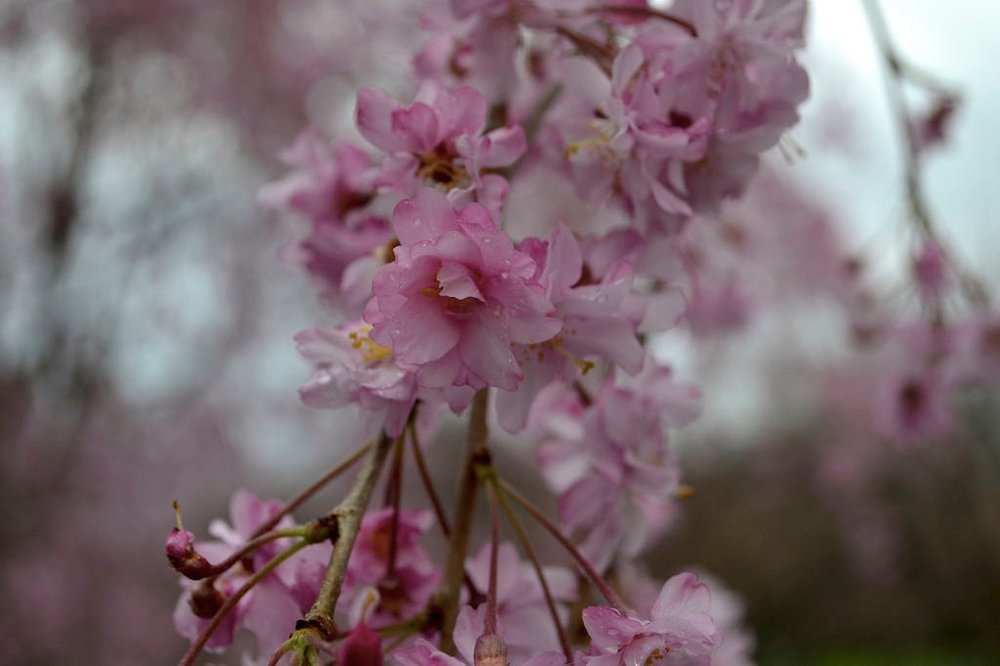 f7b7caa012017_04_sak7-jpg.jpeg Prunus pendula ‘Yae-Beni-Shidare' at the north end of Cherry Esplanade.