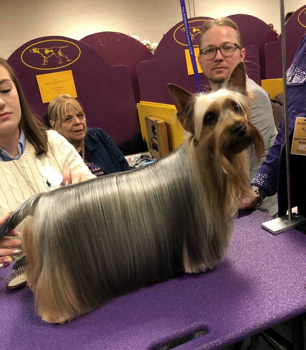 This isn't a dog, this is a comb that wished to be a real boy. Liar!! (Ben Yakas/Gothamist)