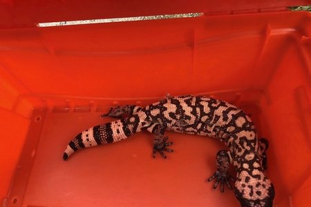 Gila monster