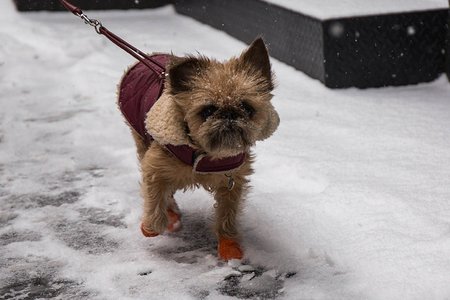 In honor of the Westminster Dog Show and the impending snow storm, a Brussels Gryphon braves the flakes.
