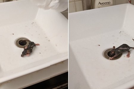 ratbaby18.jpg