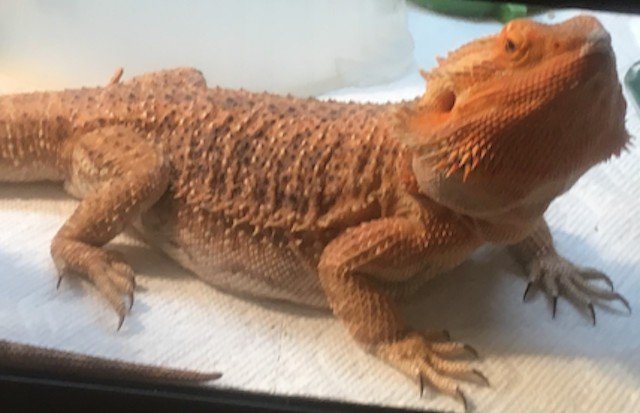 Sandy, the stolen bearded dragon lizard.
