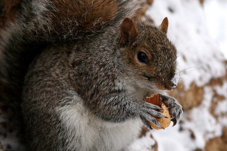 squirrelcensus100318.jpg
