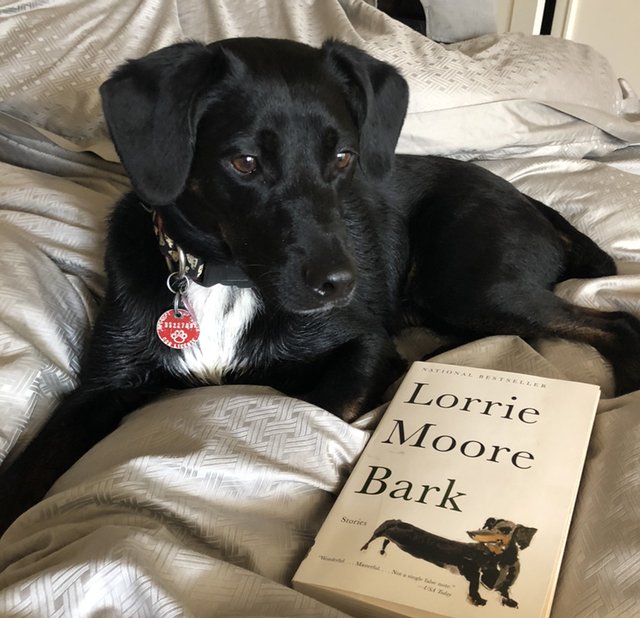 Teekay does not bark inside, but he does enjoy reading about the subject.