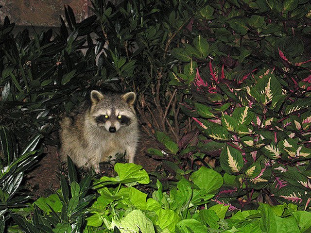 trashpanda100918.jpg